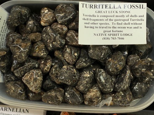 Turritella Fossil